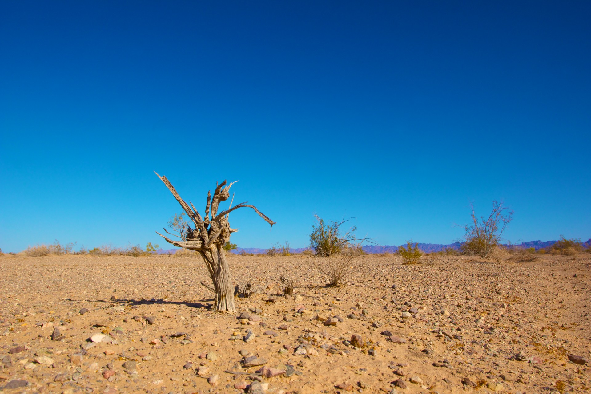 What are the effects of climate change?